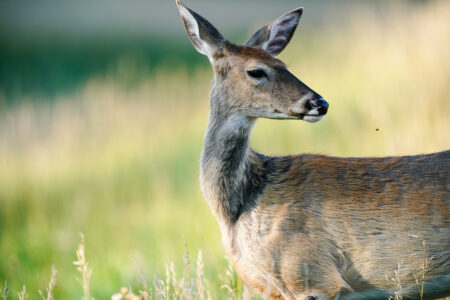 North Dakota Outdoors: Update on battle with chronic wasting disease |  News, Sports, Jobs - Minot Daily News
